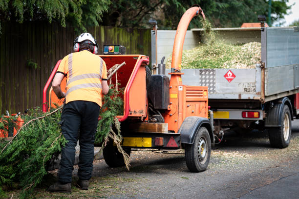 Best Tree Mulching  in USA