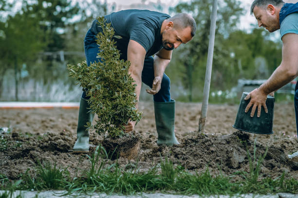  , USA Tree Removal Pros